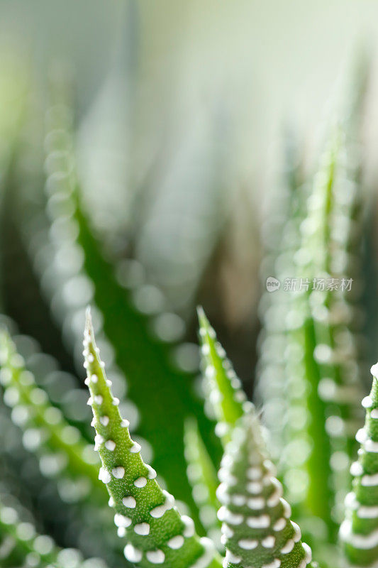 肉质植物(Haworthia Attenuata)特写